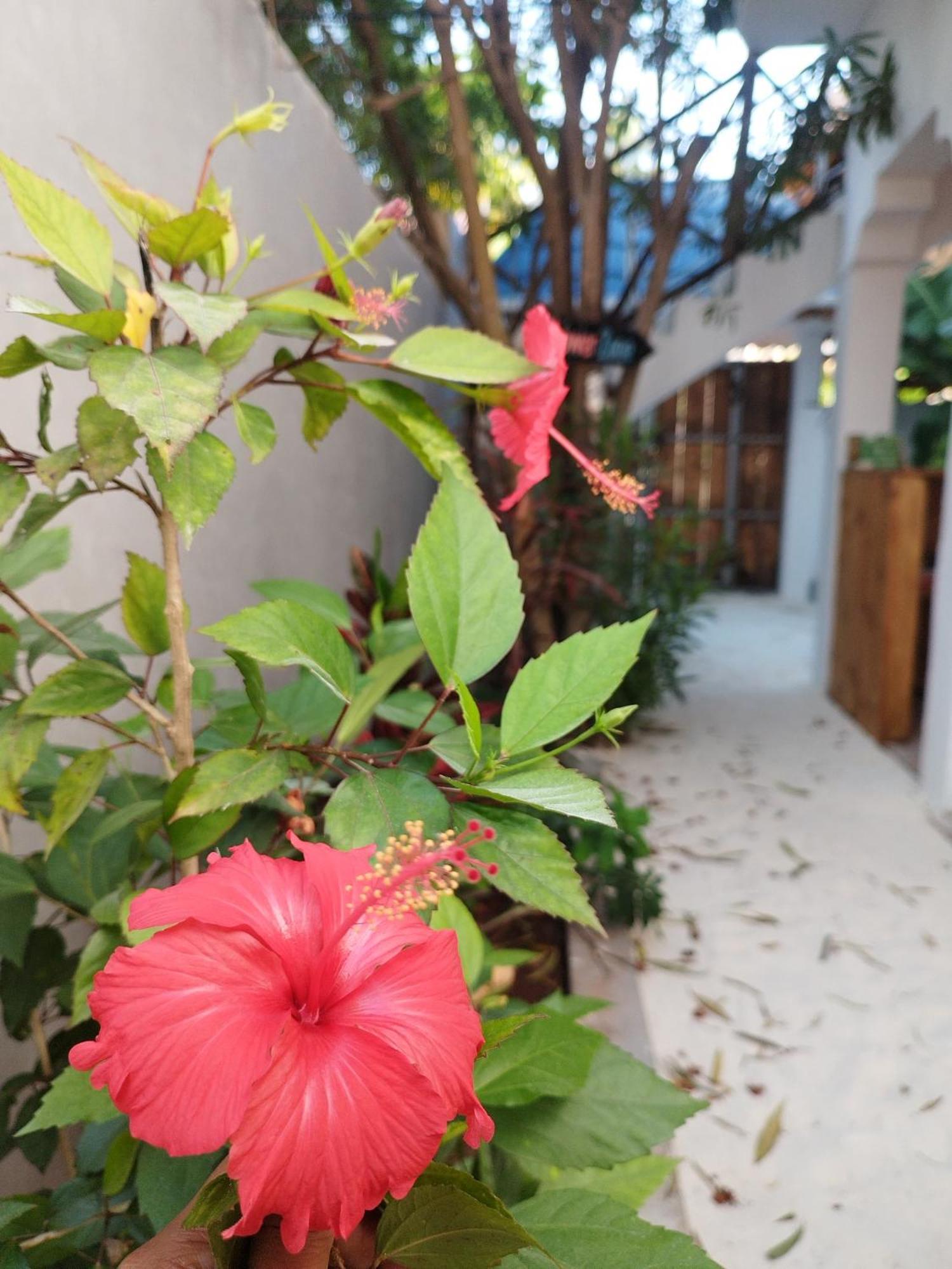 Pamoja Beach Stays Hotel In Jambiani ジャンビアニ エクステリア 写真
